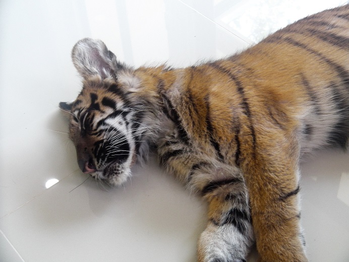 bébé tigre 2 mois